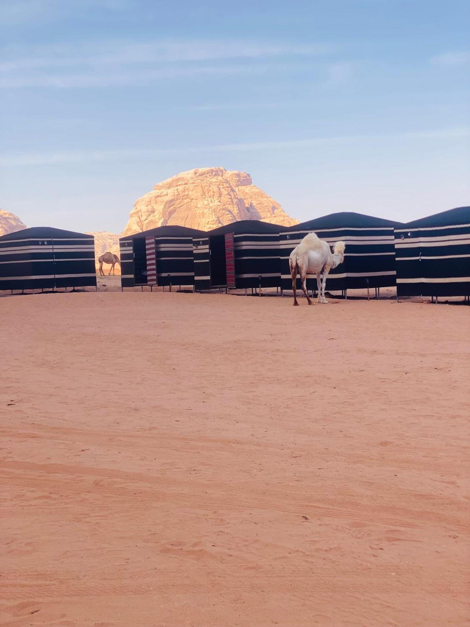 Desert Tree Camp&Tours Ram Vadisi Dış mekan fotoğraf